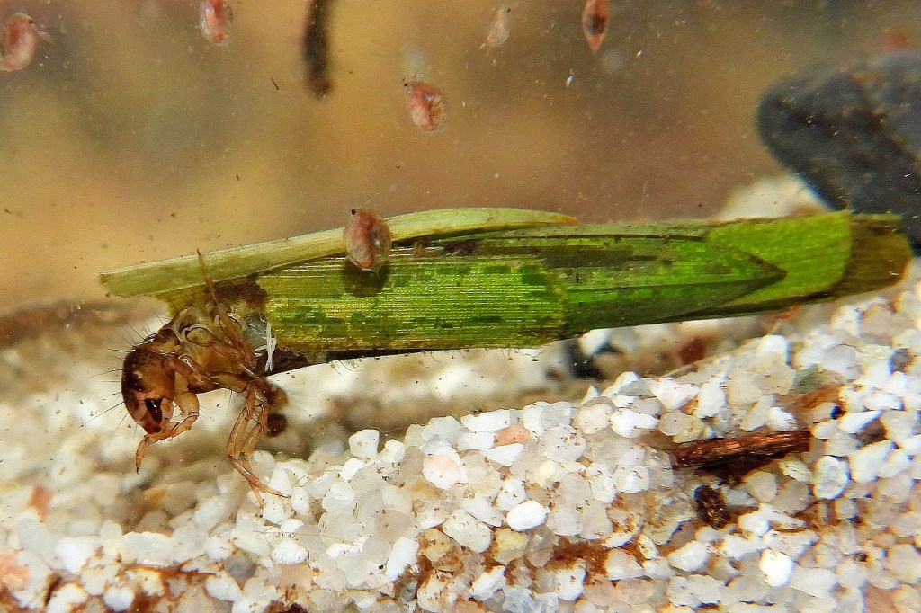 Resultaten campagne 2024 “Jaar van de kokerjuffer”